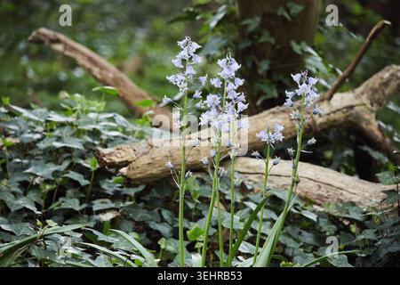 Grüner, Charmanter Schreck, Nord-London Stockfoto
