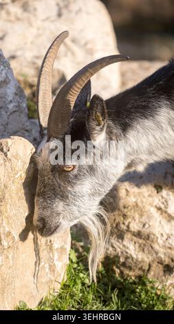Graue Ziege mit langen Hörnern, die frisches Gras grasen Stockfoto