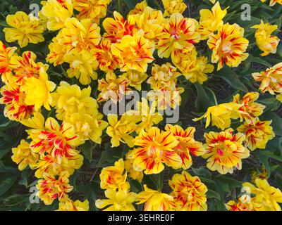 Schöne gelbe Blumen mit roten Streifen, die reichlich in einem Gartenbeet mit grünem Laub blühen Stockfoto