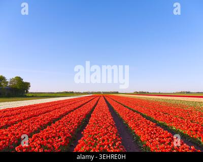 Leuchtendes rotes Tulpenfeld mit geometrischen Reihen, die sich bis zum Horizont unter klarem blauem Himmel erstrecken Stockfoto