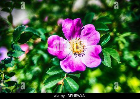 Wunderschöne lila Hagebuttenblüte, wilde Natur Stockfoto