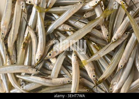 Frischer roher kleiner silberner Nadelfisch voller Rahmen Hintergrund, ungekochter Meeresfrüchtefang, Blick von oben auf rohes Meeresfrüchtekonzept Stockfoto