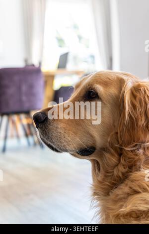 Golden Retriever blickt im Essbereich, mit lila Stühlen, Holztisch und Fenster Stockfoto