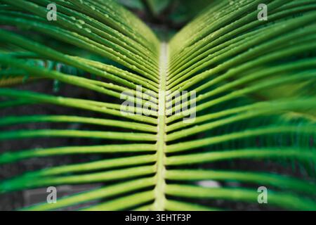 Grünes tropisches Blatt in Nahaufnahme mit Wassertropfen und abstrakten natürlichen Linien, botanischem Hintergrund. Stockfoto