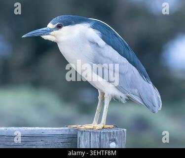 Eine Profilansicht des Schwarzgekrönten Nachtreihers, der auf einem verwitterten Holzgeländer thront. Palo Alto Baylands, Santa Clara County, Kalifornien. Stockfoto
