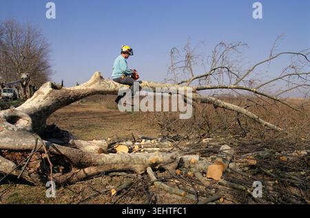 Nachhaltige Umwelt;t entwicklung langlebig; Mensch; Sägen; Baumzweig; vergrößern; Straße; Stockfoto