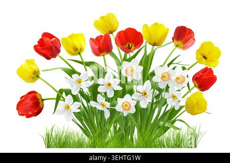 Blumenbeet mit blühenden Tulpen und Narzissen Blumen im grünen Gras isoliert auf weißem Hintergrund Stockfoto
