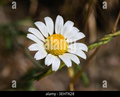 Einzelne Matricaria chamomilla blühen auf einer Wiese, Makroaufnahme aus weißen Kamillenblättern und strukturiertem gelben Zentrum Stockfoto