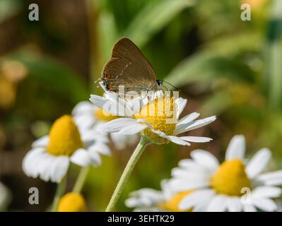 Nahaufnahme eines Satyrium-Spini-Schmetterlings, der auf einer weißen Matricaria chamomilla-Blume auf einem sonnigen Feld sitzt Stockfoto