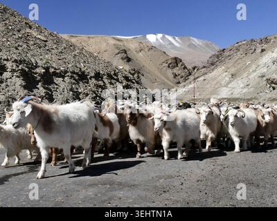Stolze Herde von Ladakh Pashmina Ziegen in den zerklüfteten Bergen im Himalaya. Die berühmte Kaschmirwolle stammt von der Kaschmirziege Stockfoto
