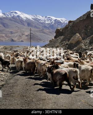 Ländliche Straße in den Bergen, gefüllt und blockiert von einer Schar von Paschmina-Ziegen, auch Changthangi-Ziegen genannt, in ladakh, mit malerischem Berghintergrund Stockfoto