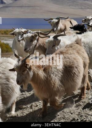 Wunderschöne Ladakh Pashmina Ziegen im Himalaya. Gruppe von Changthangi-Ziegen Stockfoto