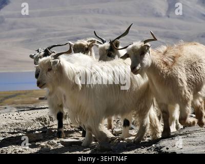 Einige helle und gehörnte Kaschmir-Pashmina-Ziegen in ladakh-Landschaft. Weltberühmte Wolle produzierende Tiere Stockfoto