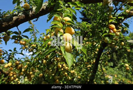 Mirabellen-Pflaumen oder gelbe Pflaumen, die im Sommer an einem Baum voller Früchte hängen. Stockfoto