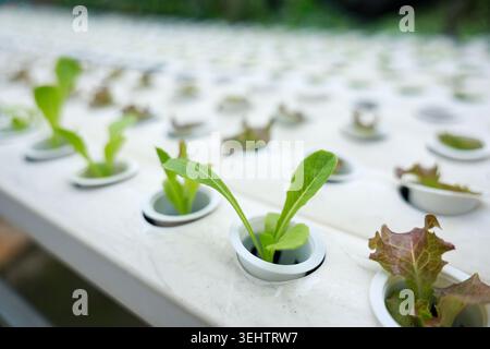 Frischer grüner Salatkeimling, der in weißem Hydrokulturrohr wächst und vielversprechende Landwirtschaft zeigt. Lebendiges Gemüseblatt, das in ruhigem Grün gedeiht Stockfoto