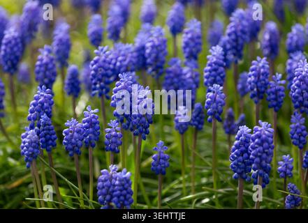 Blaue Grape Hyazinthen (Muscari) in Blüte. Dies sind die gewöhnlichen Muscari Armeniacum. Dies sind selbst aussame Zwiebeln, die im frühen Frühling blühen. Stockfoto