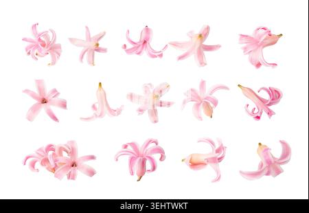 Rosa Hyazinth Blütenblätter isoliert, kleine Hyazinth Blumen, Hyazinthus Blütenstapel auf weißem Hintergrund Stockfoto