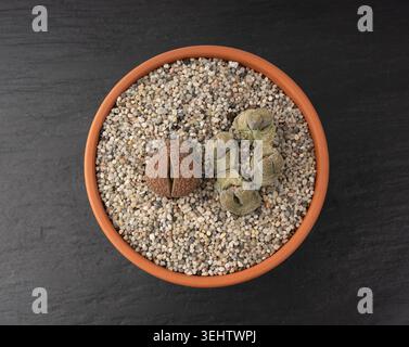 Lithops, die Blätter vergießen, Makrosteine, saftige Nahaufnahme. Kieselpflanzen Kaktus Schreibtischtopf auf verschwommenem Hintergrund Stockfoto