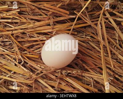 Frisch gemachtes Ei in einem natürlichen Nest aus goldenem Stroh Stockfoto