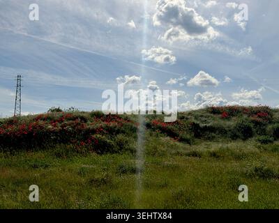 Ein Panoramablick auf die grünen und lebendigen Wiesen in den Ausläufern der Balkanberge in Zentralbulgarien in der Nähe der Stadt Kazanlak - Tonnen von wi Stockfoto