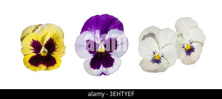 Stiefmütterchen isoliert, Tricolor Viola Close Up, Viola Flowers Set, Heartsease Collection, Johnny Jump Up oder Three Faces in a Hood Flower on White Stockfoto