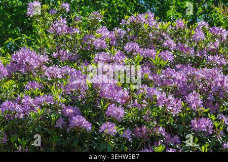 Rhododendronblüten in voller Blüte. Stockfoto