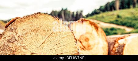 Bäume. Baumstämme sind ein Haufen auf der Ranch. Baumstämme stapeln sich, die Holzindustrie. Holzfällung im Wald Stockfoto