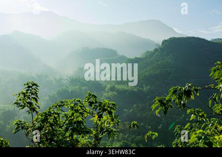 Grüne Äste überblicken geschichtete grüne Hügel und nebelige Bergtäler in Taiwan. Stockfoto