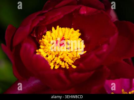 Paeonia, Pfingstrose Roter Charme blüht im Sommer im Garten. Hochwertige Fotos Stockfoto