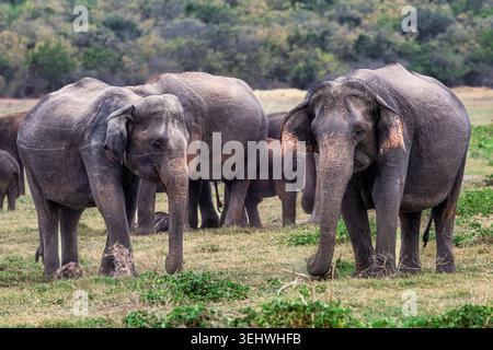 Sri-lankische Elefanten mit Kalb (Elephas maximus), Minneriya Nationalpark, Sri Lanka Stockfoto