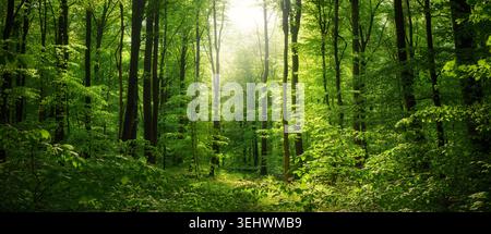 Panoramablick auf einen herrlichen malerischen Wald mit üppig frischen grünen Buchen und einem sanften, wunderschönen Lichtstrahl, der das Laub beleuchtet Stockfoto