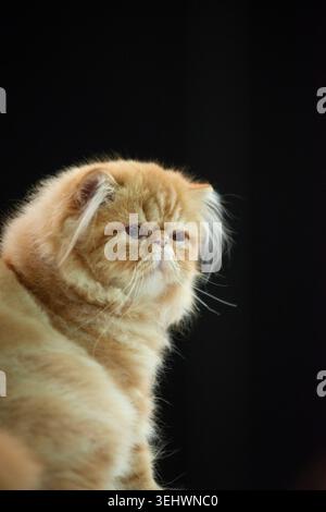 Scottish Fold Katze Stockfoto