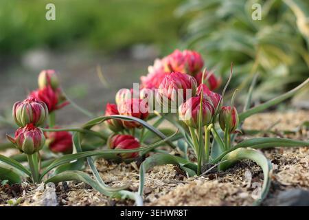Doppelte spät blühende Tulpe „Samantha“ blüht in einem Frühlingsgarten Stockfoto