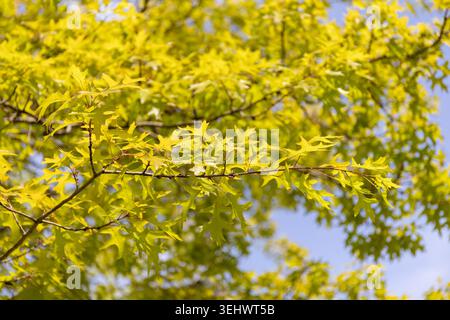 Eine Nahaufnahme der Äste der Kieferneiche im Park im Frühjahr. Stockfoto