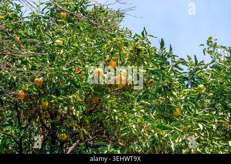 Tiefwinkelansicht von Zitrusbaumästen vor klarem blauem Himmel in Alanya, Türkei. Leuchtende orangefarbene Früchte zwischen grünen Blättern mit heller Beleuchtung Stockfoto