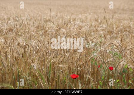 Leuchtender Roter Maismohn blüht in einem goldenen Weizenfeld zur Erntezeit Stockfoto