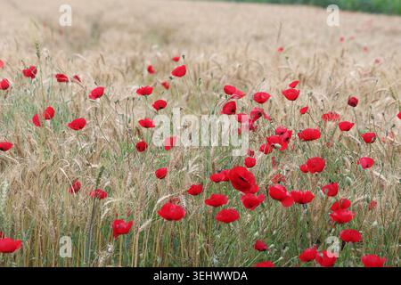 Leuchtender Roter Maismohn blüht in einem goldenen Weizenfeld zur Erntezeit Stockfoto