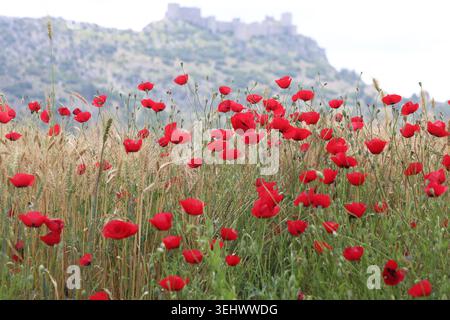 Wilder roter Mohn blüht in einer üppigen grünen Wiese mit Berghintergrund Stockfoto