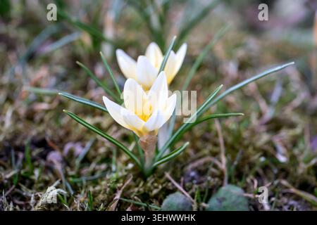 Zarte weiße Krokusblüten, die im Frühjahrssonnenlicht im Freien aus dem Gras auftauchen Stockfoto