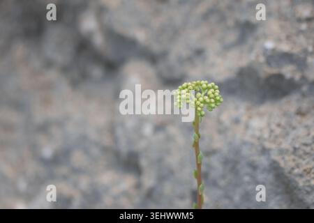 Wilde Sedum Sediforme Stonecrop, die aus der Felskalk wächst Stockfoto