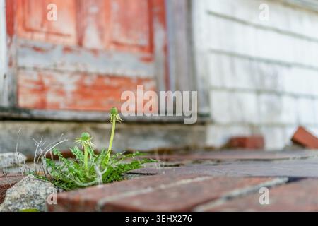 Nahaufnahme eines Löwenzahn-Unkrauts, das aus einem Riss in der Treppe eines Hauses wächst. Selektiver Fokus und Kopierbereich. Stockfoto