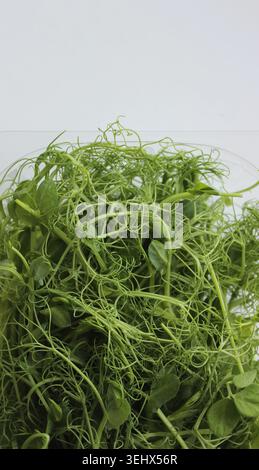 Junge Triebe von Erbsengras als Salatoppierung in Plastikschale isoliert auf Weiß. Stockfoto für gesunde Ernährung vertikale Geschichte Stockfoto
