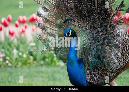 Eine Nahaufnahme des Seitenprofils eines männlichen indischen Pfauzens Pavo cristatus, der seine schillernden Zugfedern mit verschwommenen Tulpenblüten im Sof zeigt Stockfoto