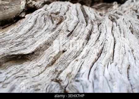 Alter verwitterter Leadwood-Baum Stockfoto