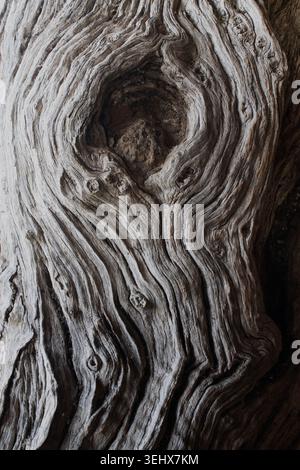 Alter verwitterter Leadwood-Baum Stockfoto