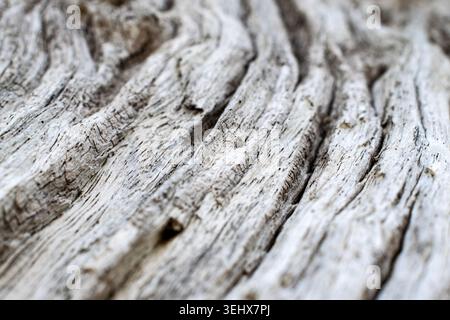 Alter verwitterter Leadwood-Baum Stockfoto