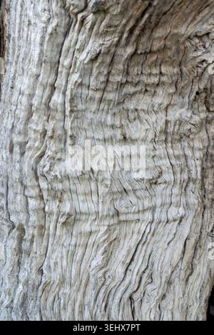 Alter verwitterter Leadwood-Baum Stockfoto