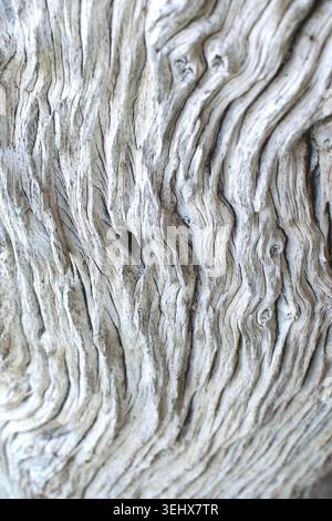 Alter verwitterter Leadwood-Baum Stockfoto