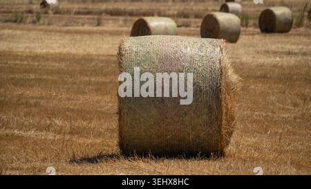 Runder Heuballen, der auf trockenem Feld auf dem Land ruht Stockfoto