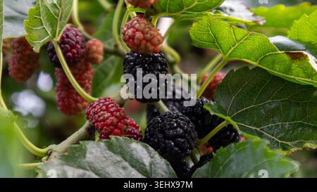 Reife schwarze Maulbeeren wachsen neben unreiften roten Beeren auf einem Zweig. Grüne Blätter umrahmen die Frucht und zeigen die Details des Anbauprozesses Durin Stockfoto